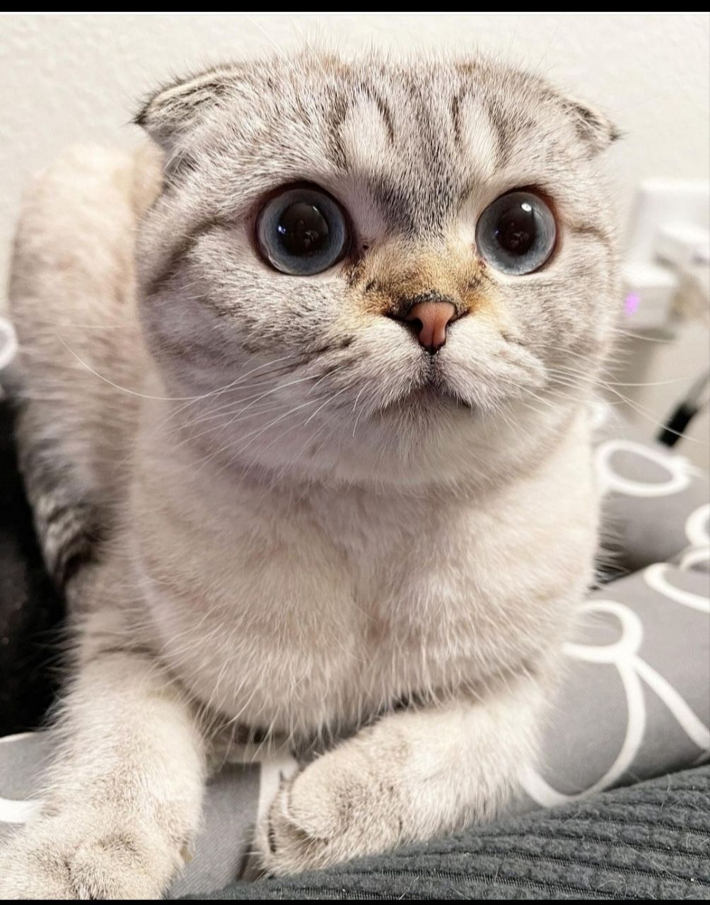 اسکاتیش فولد
